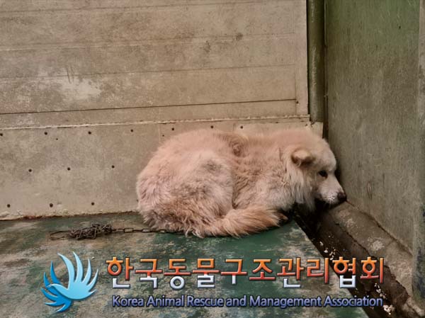 한국동물구조관리협회_441559202500022